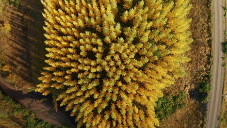 Rising-from-the-beautiful-yellow-autumn-trees-of-East-Iceland--aerial-ascend