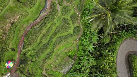 Senderos-Para-Caminar-Que-Serpentean-A-Través-De-Un-Campo-De-Arroz-Balinés-Tradicional