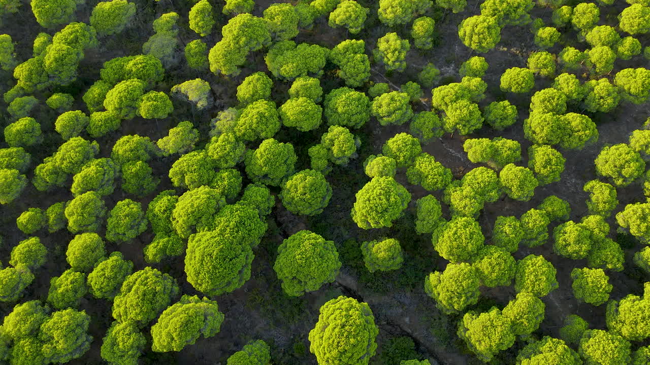 copas de los árboles verdes de pinos de piedra del bosque de pinos de cartaya y suelo deshidratado agrietado en huelva, andalucía, españa - espacio de copia de vista de arriba hacia abajo con deslizamiento aéreo lento