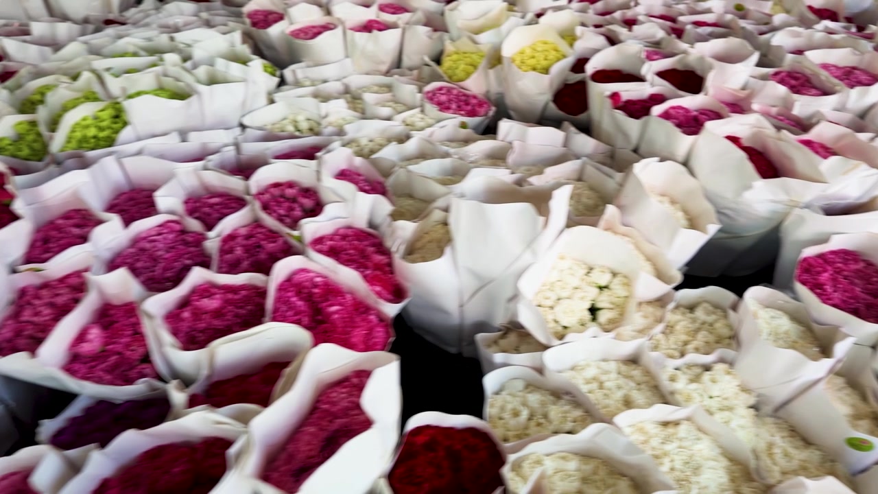 Panning shot of colorful pink, red, and white carnations at a wholesale market in Thailand.