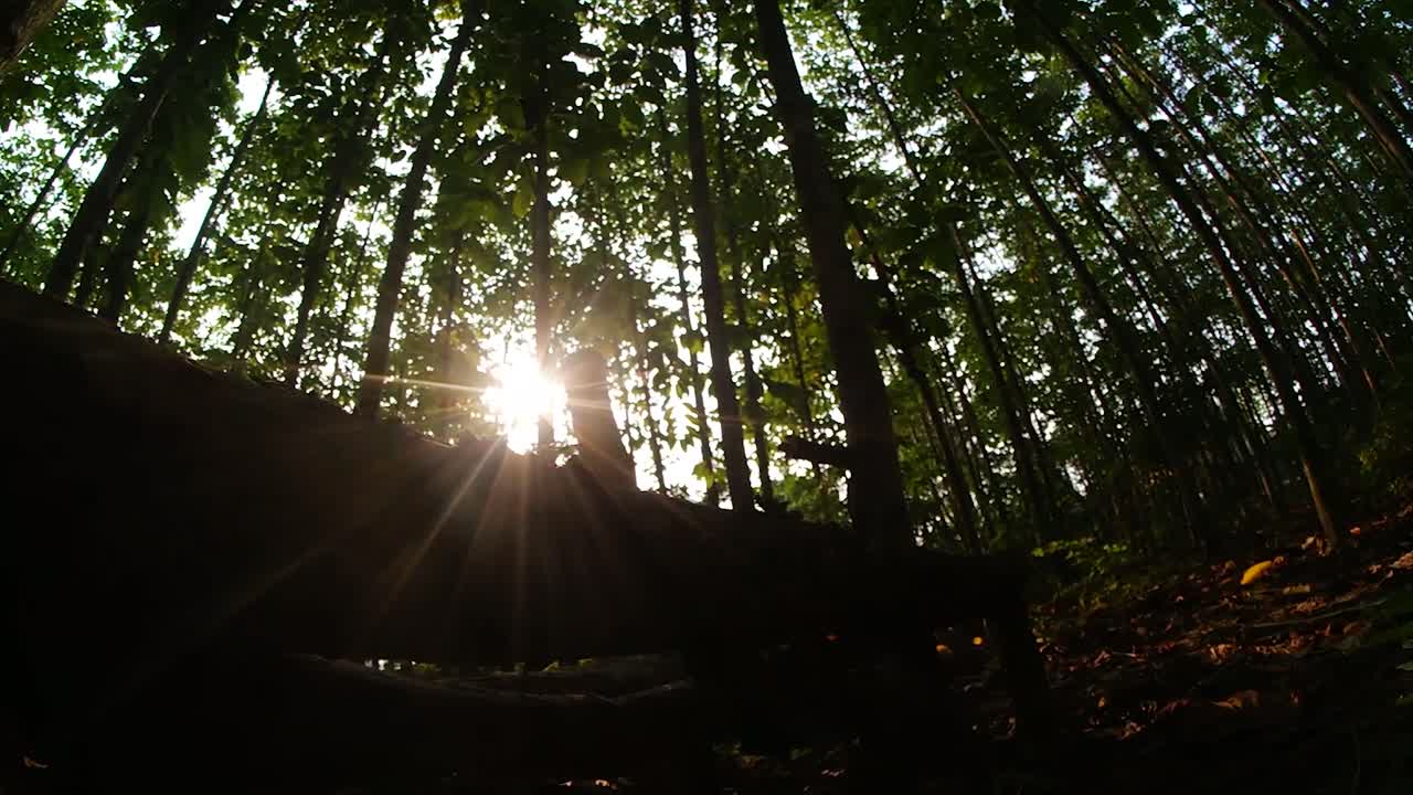 sunlight and trees in the forest with a foreground of a piece of wood