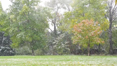 Snowfall-against-a-backdrop-of-trees-in-Boulder,-CO,-USA