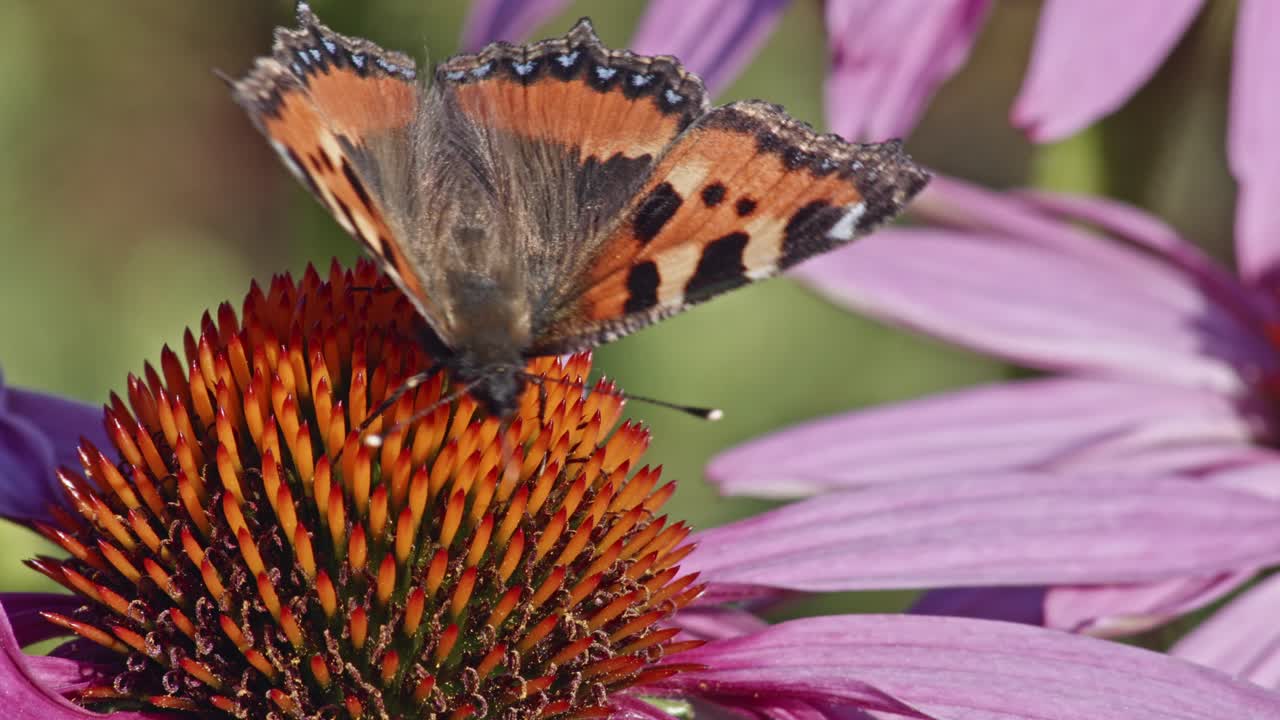 Farfalla Vanessa dell'ortica che succhia il nettare dall'Echinacea purpurea - scatto macro