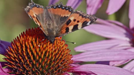 small tortoiseshell sucks the nectar from the purple coneflower - macro shot