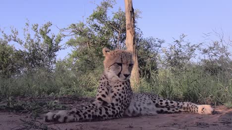 watchful predatory cheetah lying in african savanna for wildlife prey medium shot