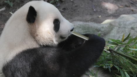 a close up of a panda eating