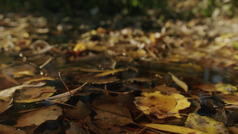 Nahaufnahme-Beweglicher-Schuss-Von-Gelben-Und-Braunen-Herbstblättern-Im-Wasser