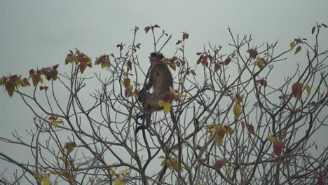 disparo de mano de un mono sentado en un árbol desnudo mirando hacia fuera y luego subiendo