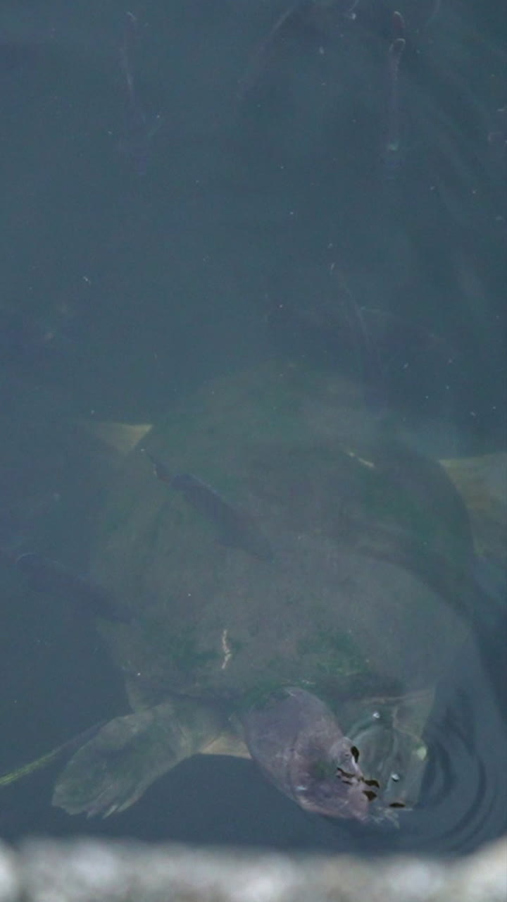 Ethereal view of a turtle gliding under the water in this serene vertical video. The tranquil setting and gentle ripples create a peaceful and calming atmosphere