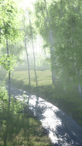 misty forest path in sunlight