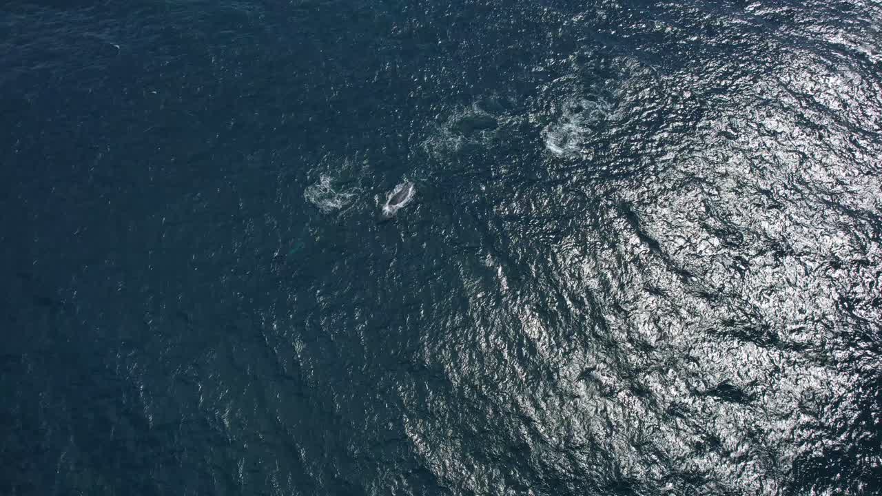 Bird's Eye View Of Humpback Whales Swimming In The Scenic Ocean In New South Wales, Australia - drone shot