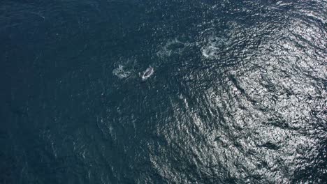 Vista-Aérea-De-Ballenas-Jorobadas-Nadando-En-El-Pintoresco-Océano-En-Nueva-Gales-Del-Sur,-Australia---Disparo-De-Drones