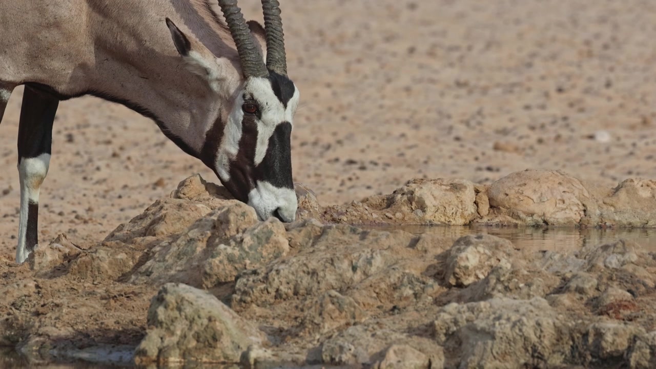 Primo piano medio della testa di un'antilope oryx gemsbok mentre beve a una pozza d'acqua, Parco Transfrontaliero Kgalagadi.