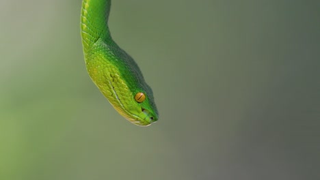 the white-lipped pit viper is a venomous pit viper endemic to southeast asia and is often found during the night waiting on a branch or limb of a tree near a body of water with plenty of food items