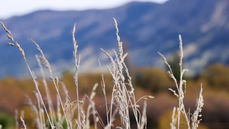 dried grass in autumnal landscape