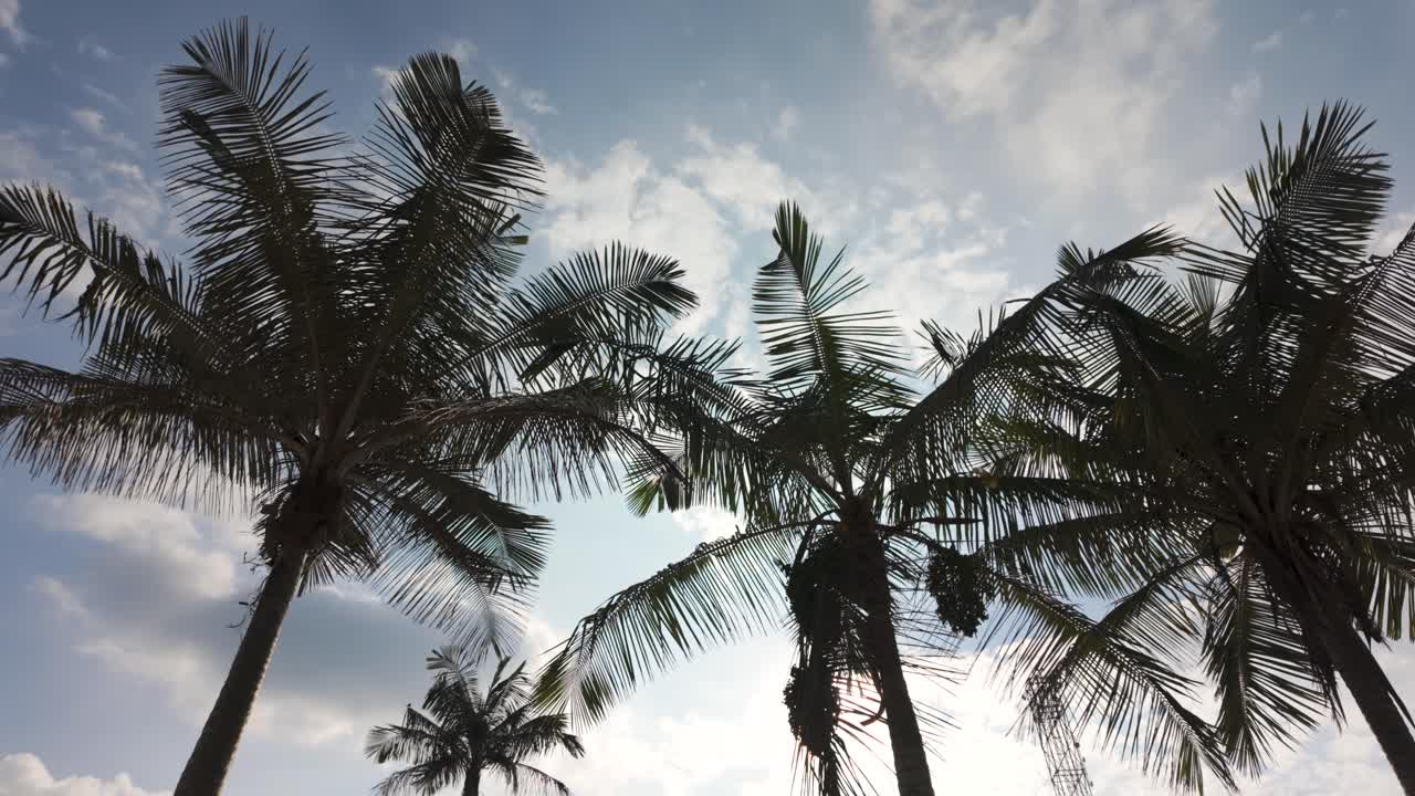 silueta de palmeras al sol, busque una foto de palmeras tropicales en colombia