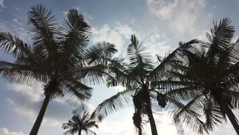 Silhouette-of-palm-trees-in-the-sunshine,-look-up-shot-of-Tropical-palm-trees-in-colombia