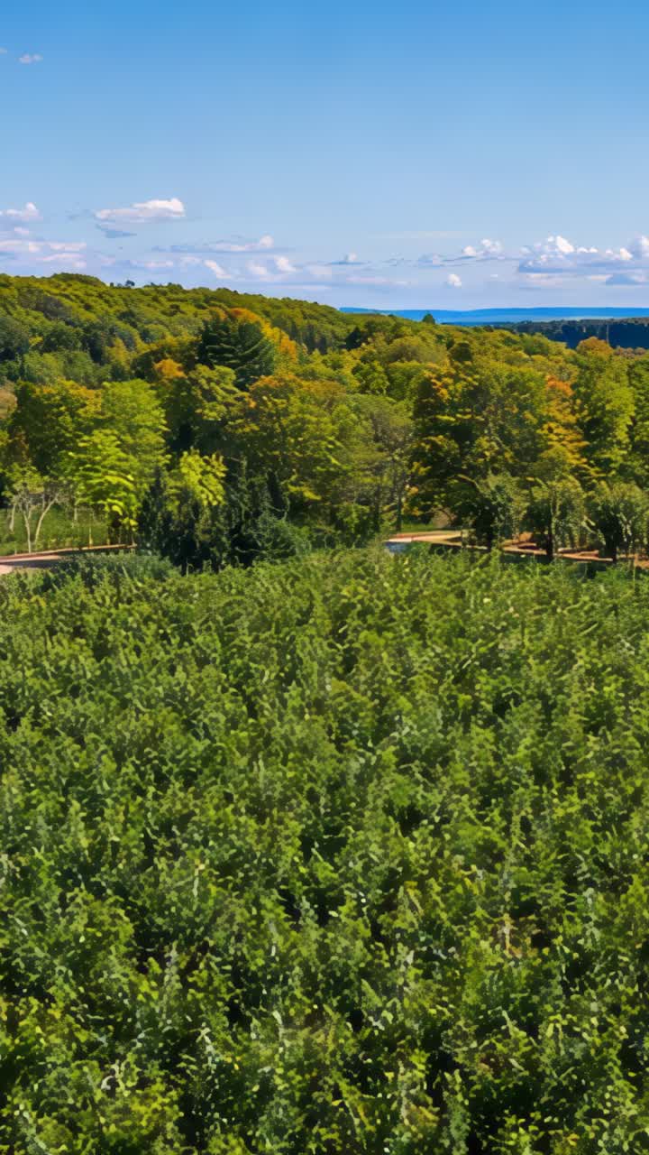 Vertical video: Opening with high view, camera gliding forward over vineyard rows revealing forest