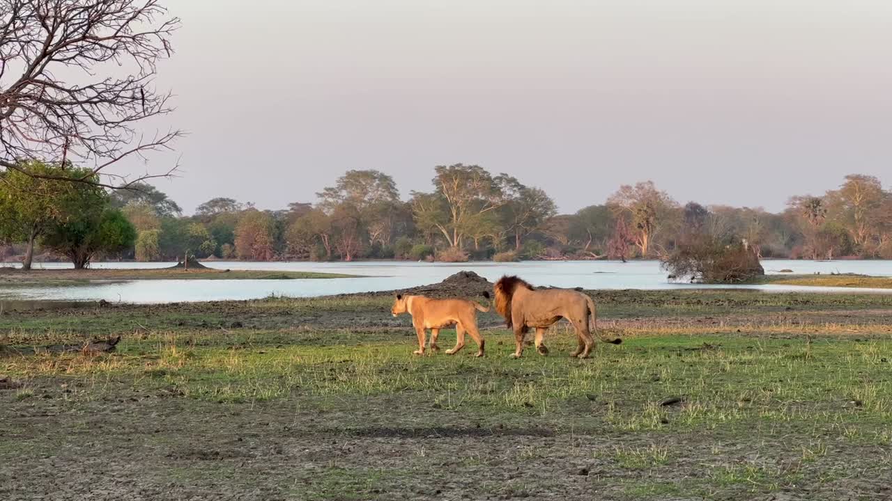 Lejonhane och lejonhona vandrar på savannen under deras parningscykel. Shirefloden, Liwonde nationalpark, Malawi