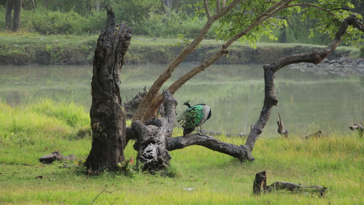 A vibrant peacock perches on a twisted tree branch near a tranquil waterbody, surrounded by lush greenery Nagarahole forest