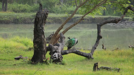 a vibrant peacock perches on a twisted tree branch near a tranquil waterbody, surrounded by lush greenery nagarahole forest