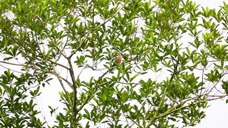 Gefleckte-Taube-über-Zweigen-Eines-Baumes-In-Bangladesch