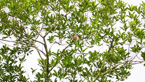 paloma manchada sobre las ramas de un árbol en bangladesh