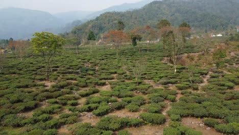 Drone-shot-or-motion-shot-of-tea-garden