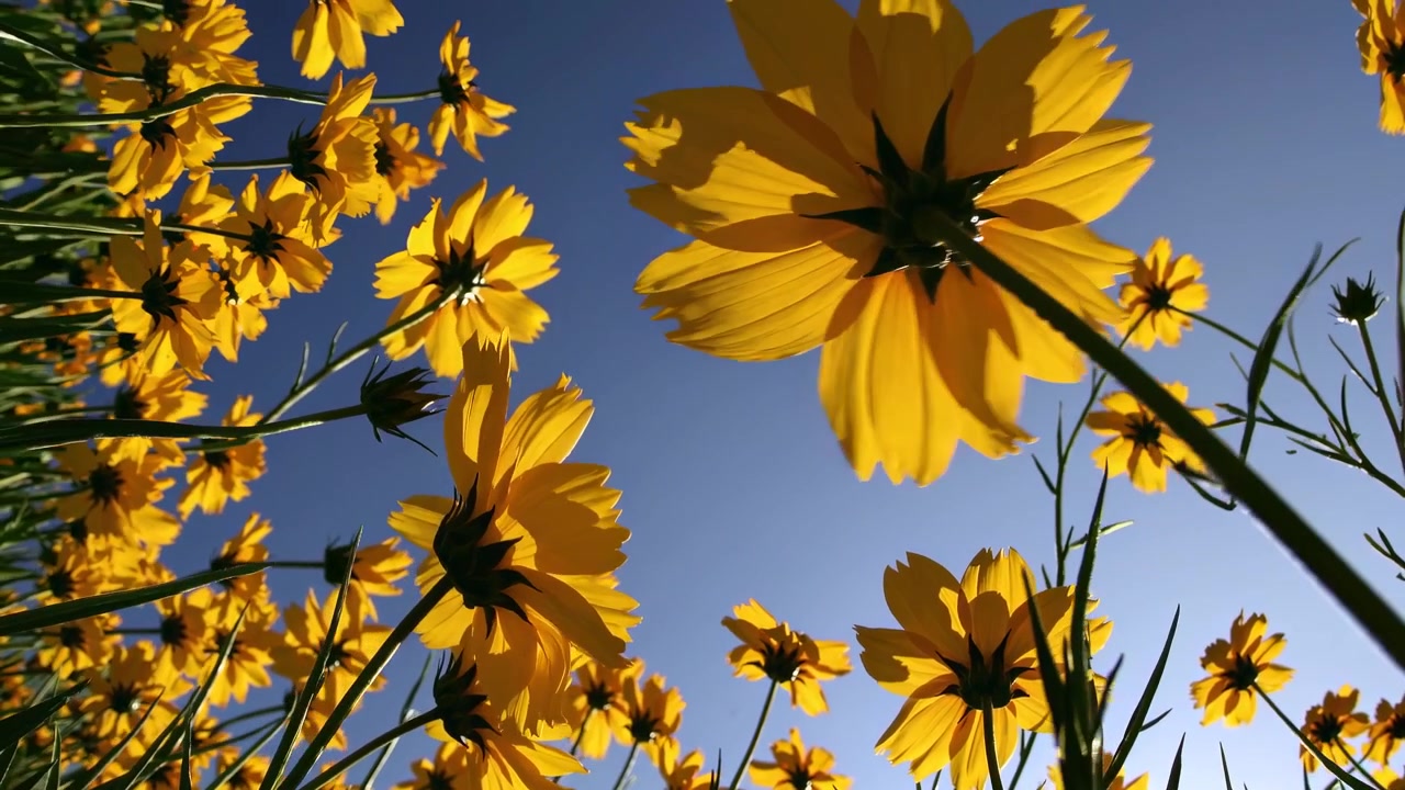 Fiori gialli vivaci che sbocciano sotto un cielo azzurro limpido.