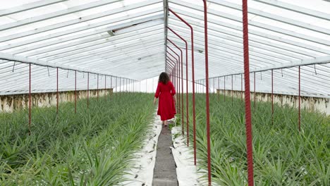 Woman-in-red-walks-among-pineapple-rows-in-Greenhouse,-São-Miguel-Island,-Azores