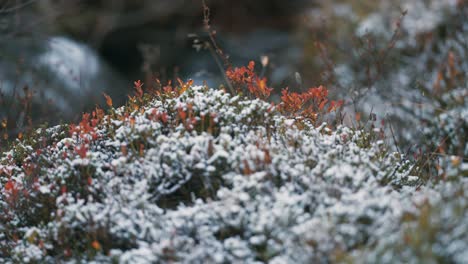 light first snow sprinkled over the colorful blueberry bushes and withered grass in the tundra