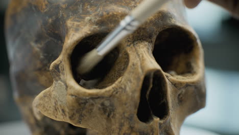 cleaning an ancient skull