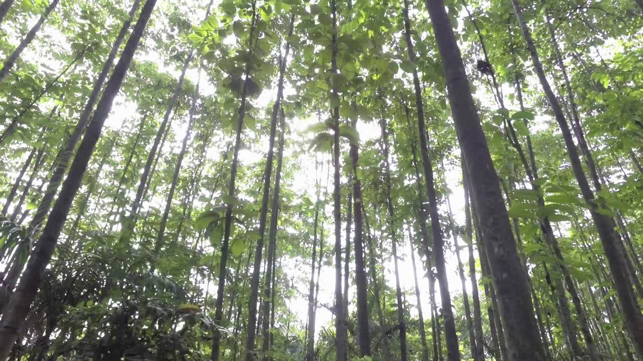 森林中間的樹木中間的陽光