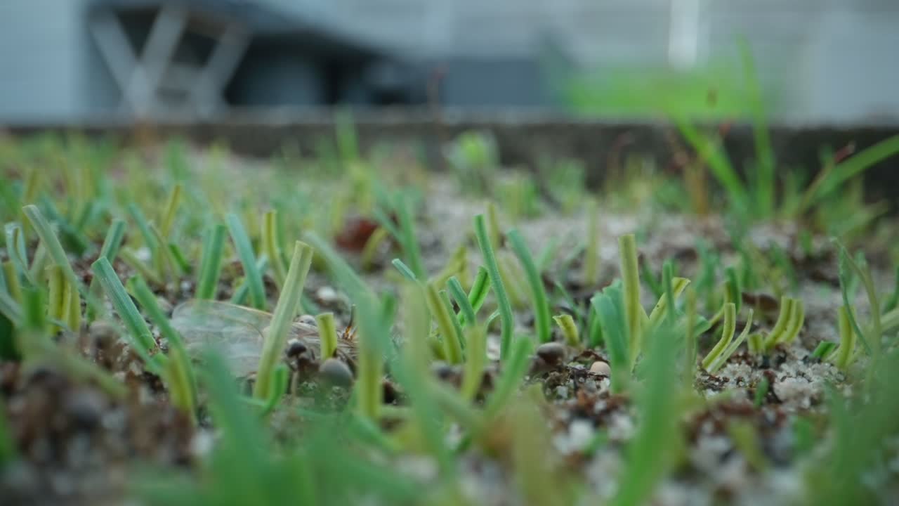 Macro view of black ants moving among green buds in daylight with surface detail visible