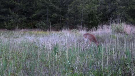 A peaceful deer grazes in lush greenery at Indiana Dunes National Park. The tranquil scene captures the essence of wildlife in nature, with soft natural lighting and vibrant foliage