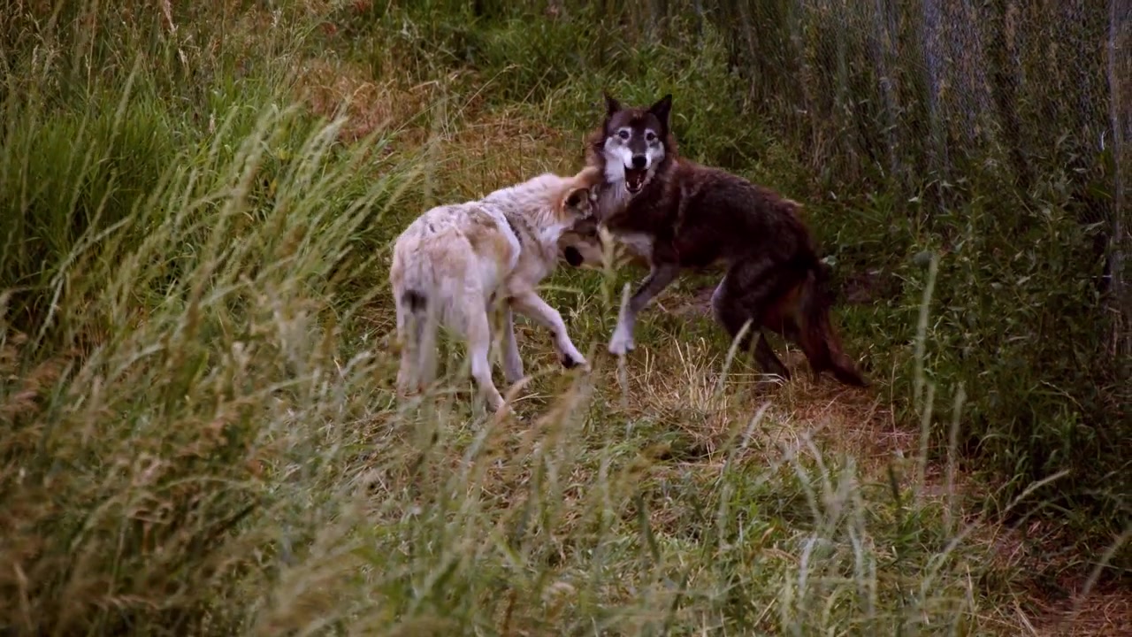 A grey wolf named Koa.