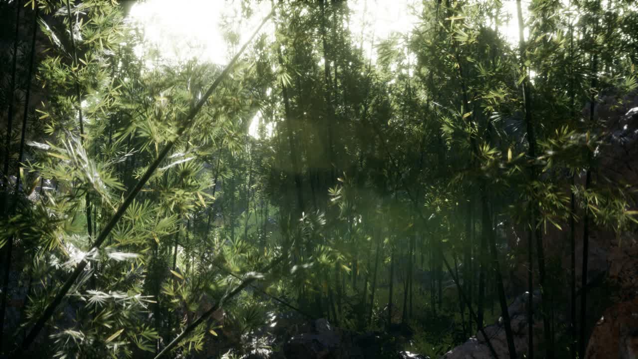 Lush green leaves of bamboo near the shore of a pond with stones.