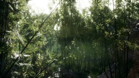 lush green leaves of bamboo near the shore of a pond with stones.