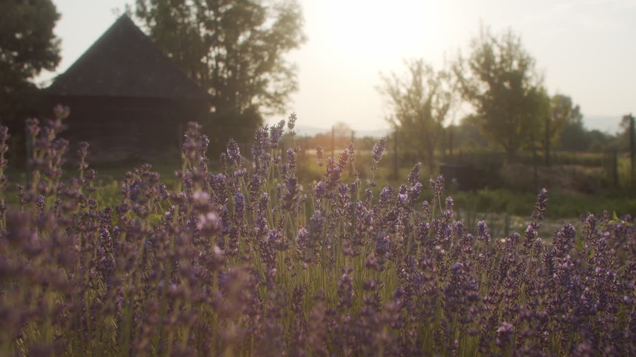 Lavanda nel giardino al tramonto