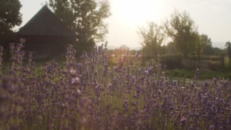 lavanda en el jardín al atardecer