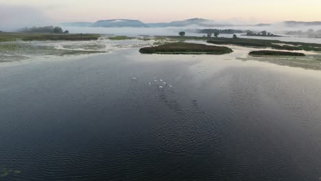 misty morning on the river with birds