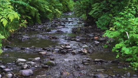 Kleiner-Bach-In-Einem-Wald