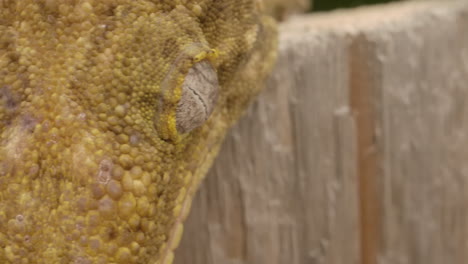 Pan-to-macro-of-new-caledonian-gecko