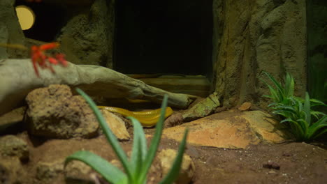 green snake slithers toward rock