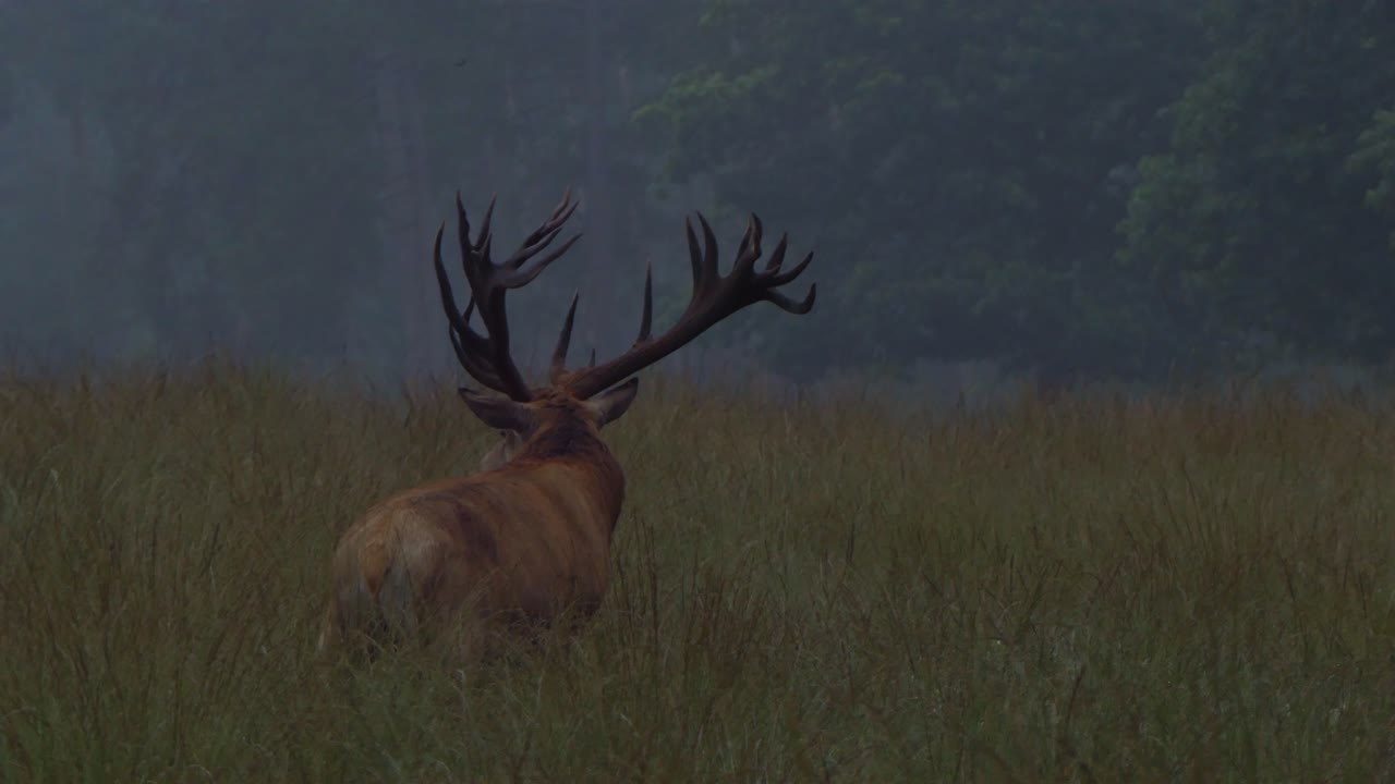ciervo rojo mira a su alrededor y raspa el suelo con sus cuernos