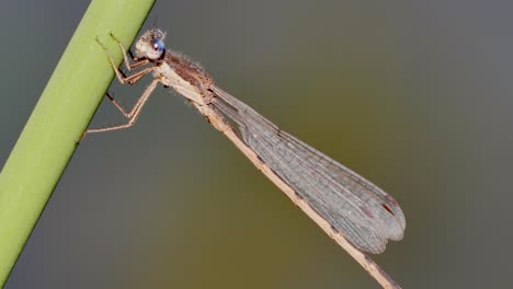 Libelle-Sitzt-Auf-Einem-Zweig,-Nahaufnahme,-Dann-Fliegt-Sie-Davon