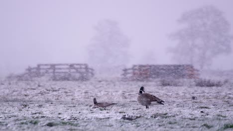 canada goose in meadow during heavy snowfall