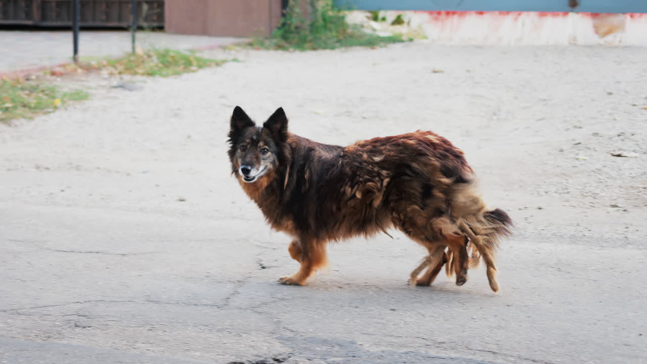 A fluffy dog glancing back while walking across a quiet urban street