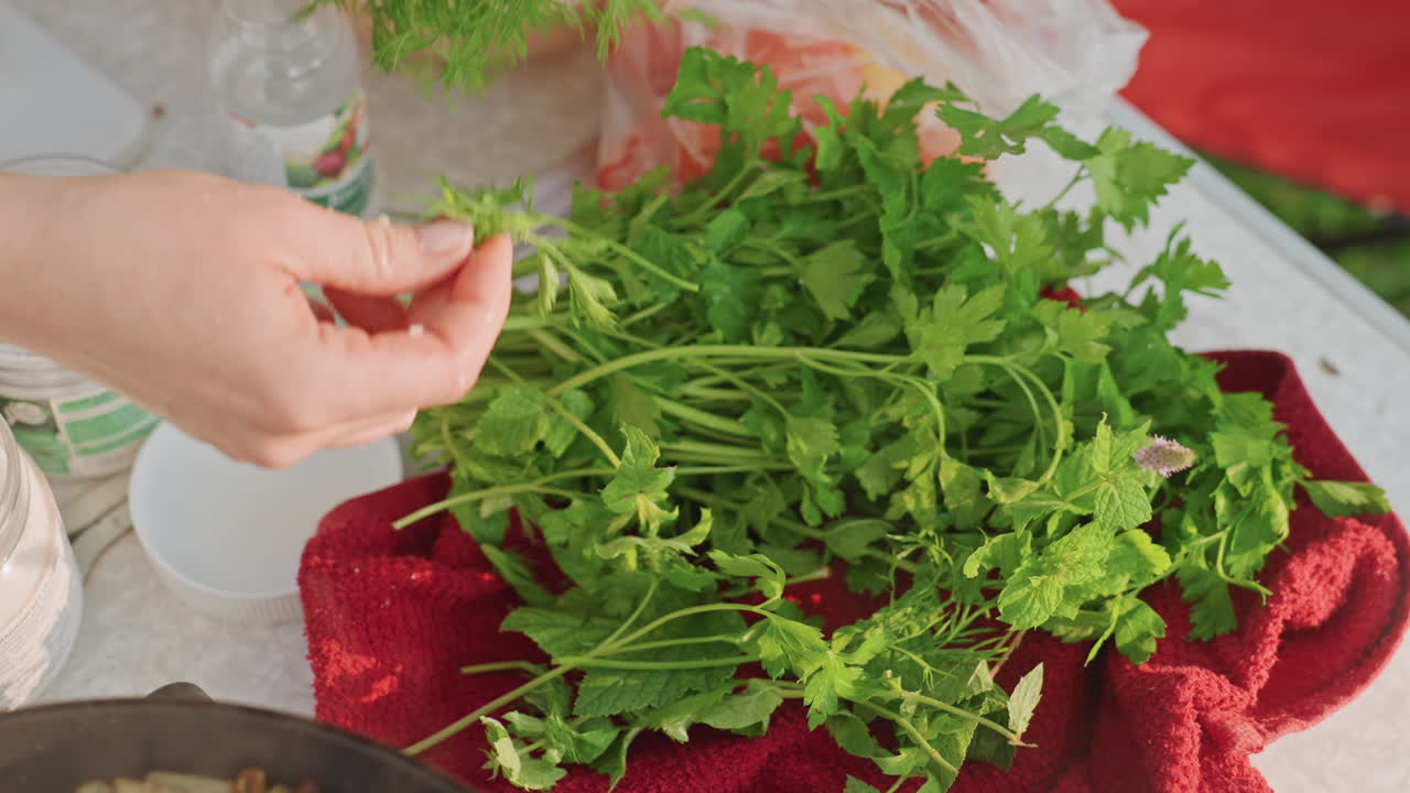 Preparazione di erbe aromatiche in campeggio. Prezzemolo fresco disposto su un telo durante una tranquilla scena mattutina in campeggio. Mani che preparano meticolosamente erbe fresche su un tavolo da campeggio illuminato dalla delicata luce del sole mattutino.