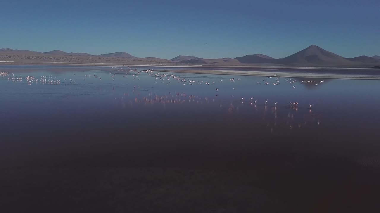 플라밍고 새 들 의 무리 가 비행 에서 내려오는 광대 한 물 표면